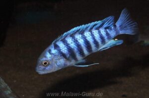 Labidochromis zebroides 'Masimbwe Island'